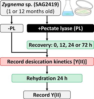 Homogalacturonan Accumulation in Cell Walls of the Green Alga Zygnema sp. (Charophyta) Increases Desiccation Resistance